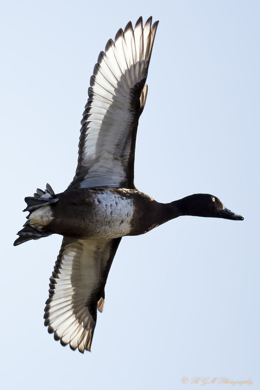 Duck in flight...
