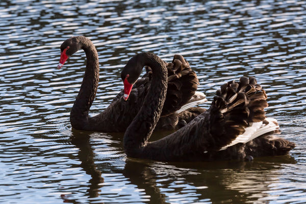 Black swans pumped up to impress....
