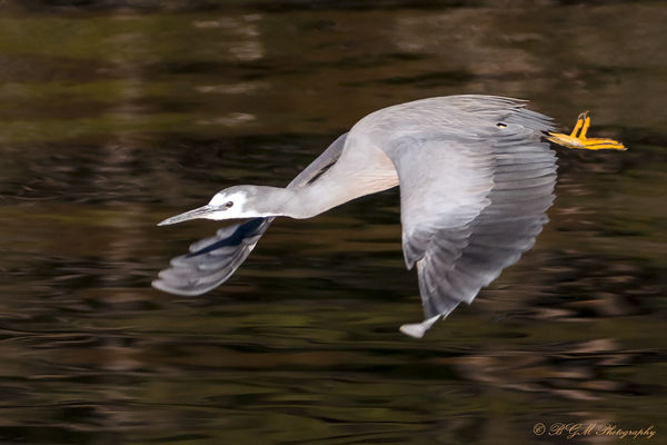 White faced Heron in flight...