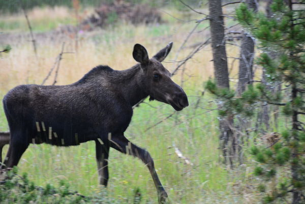 Calf Moose looking at me...