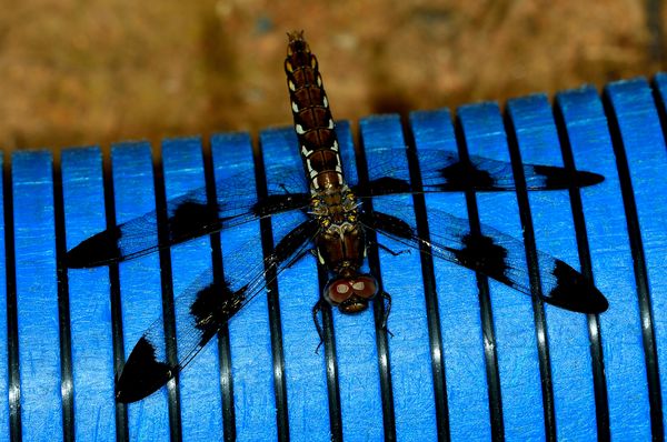 Also this dragonfly photo....
