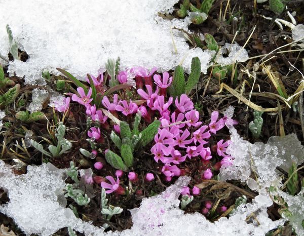 Wild flowers in the icy snow...