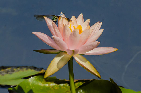 Water Lily and Dragonfly...