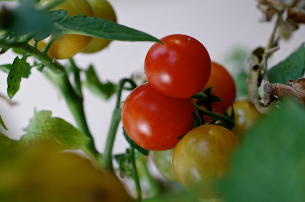 Cherry Tomatoes...