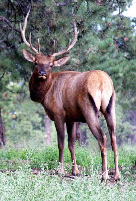 Elk outside of Evergreen......