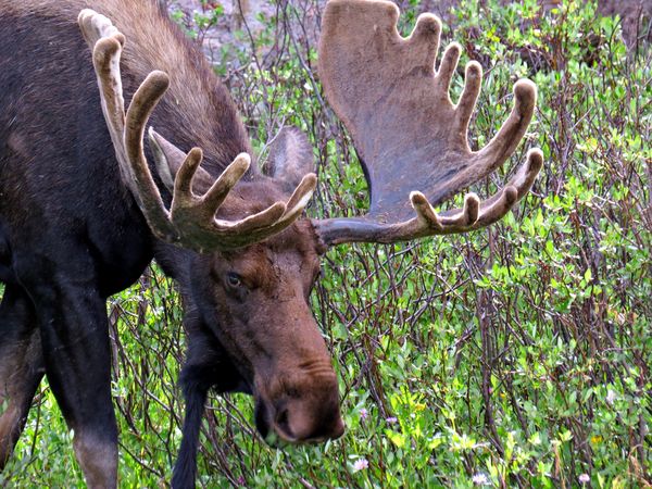 Moose at Brainard Lake......