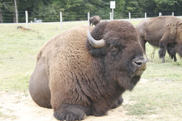 Just a small Bison, he was kinda snorting st me...