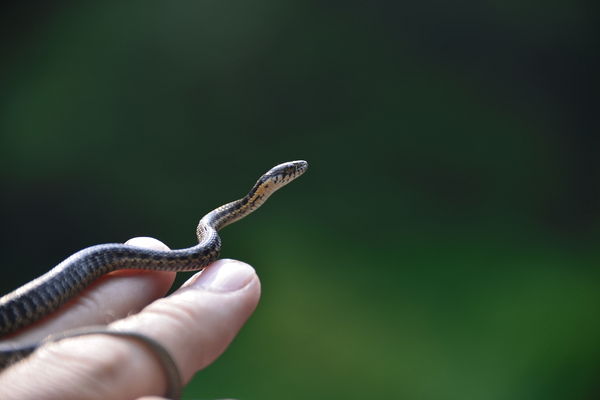 Каменка змея фото Little Snake: Near the Umpqua River.