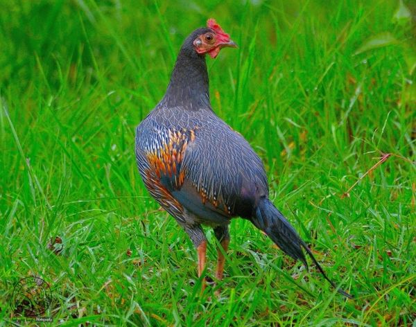 Grey Jungle Fowl - Juvenile - On a wet day.....