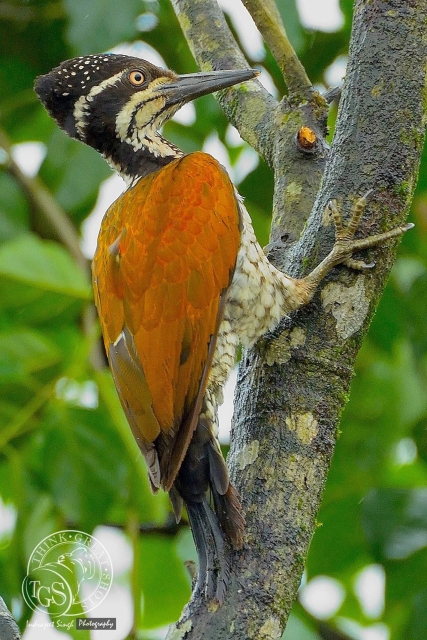 Greater Flame Back Woodpecker...