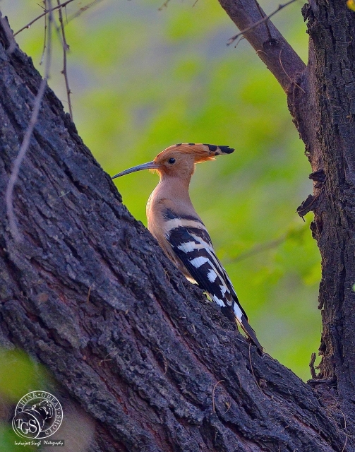 Hoopoe - Hiding, or trying to!!...