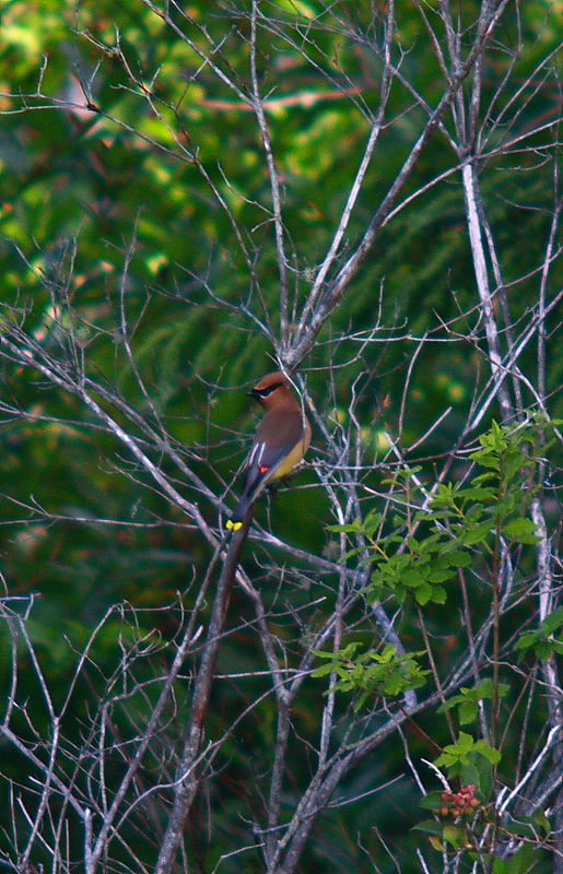 More...Mr. Waxwing...