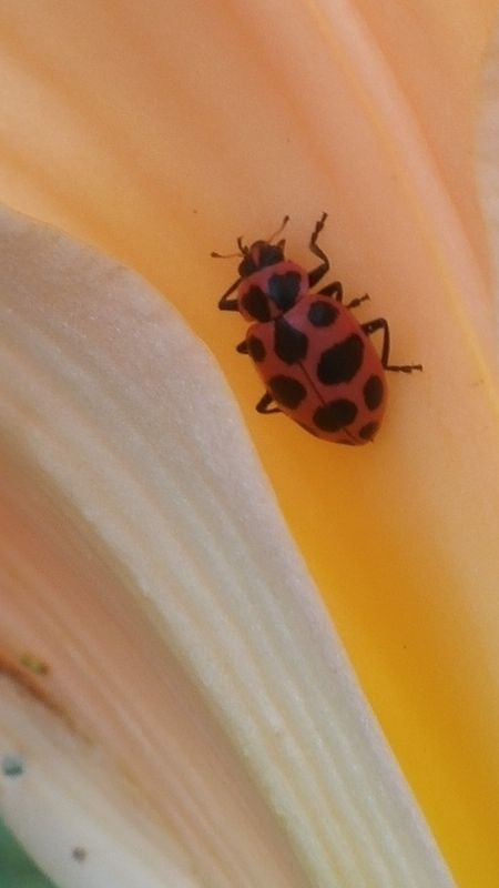 lady bug in day lilly...