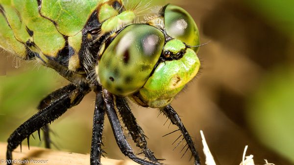 Dragon Fly Headshot - zoom in to see the differenc...