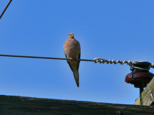 Dove on Wire...