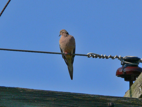 Dove on Wire...