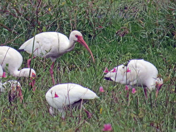 Ibises foraging in the grass...