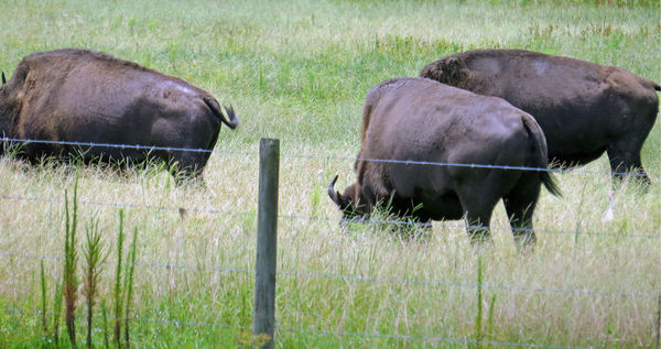 more buffalo...