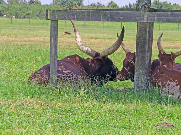 Longhorn cattle...
