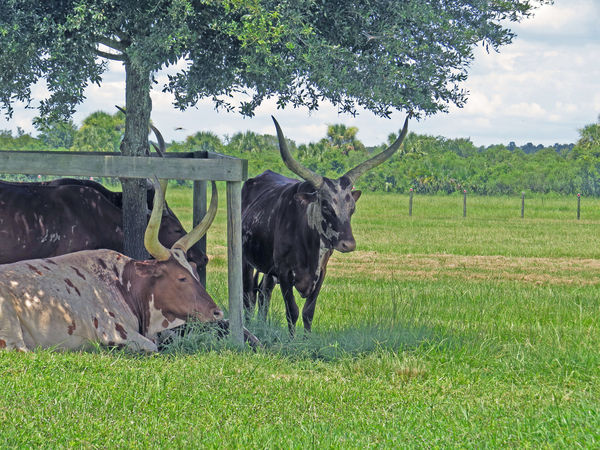 Longhorns in the shade...