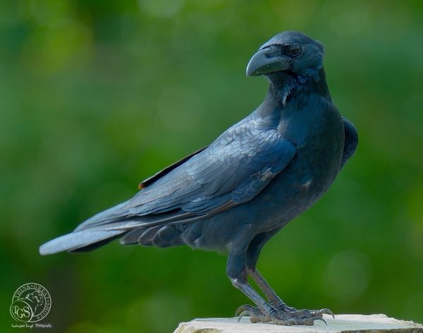 Jungle Crow - The Crow is also a bird!!!!...