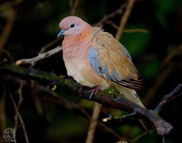 Laughing Dove - It was a cold wet morning.....