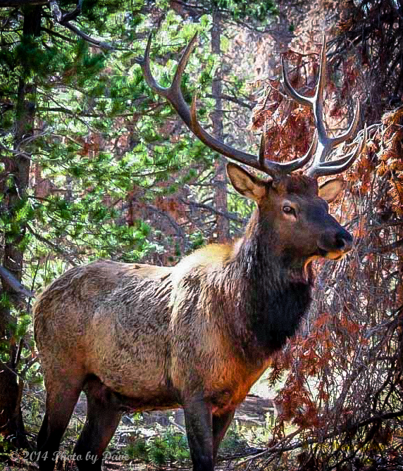 Elk - Estes Park, CO...