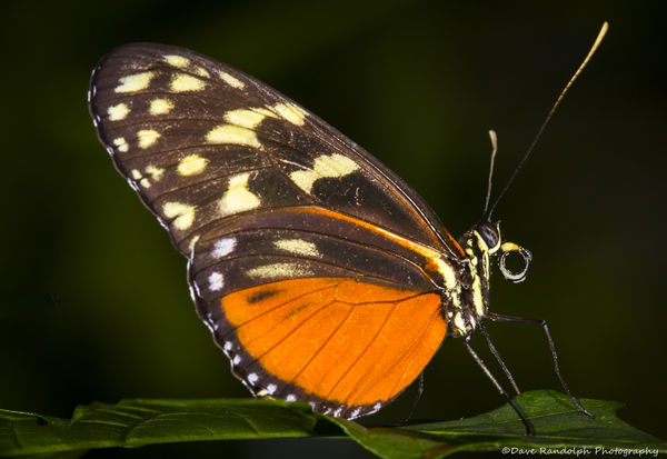 Orange spotted butterfly...