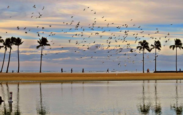 A flock of rock doves and shore birds at sunrise a...