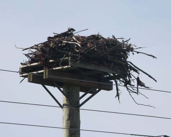 Sept 3, but I've seen them since then on that nest...