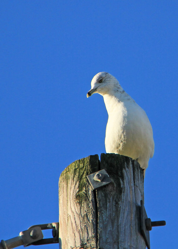 Gull on top of a post...I tried to get him to fly,...