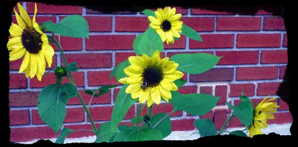 A sunflower...