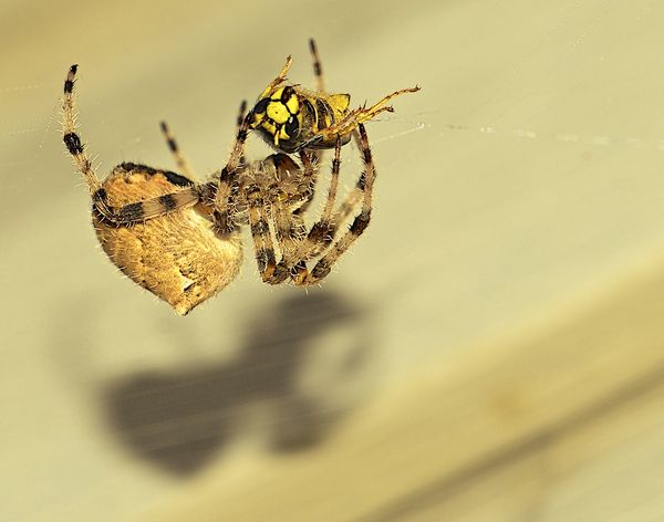 orb spider - yellow jacket...