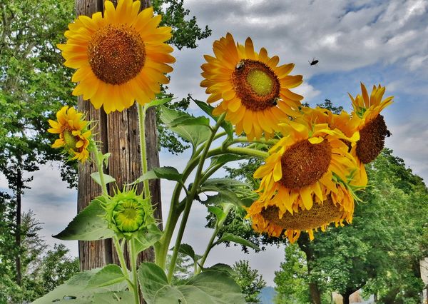 Beautiful big sunflowers in Spokane...