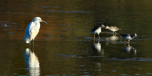 Egret and Friends...
