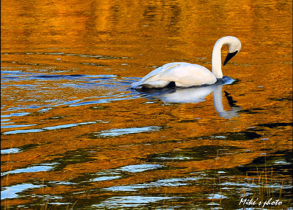 Trumpeter swan in the golden pond....