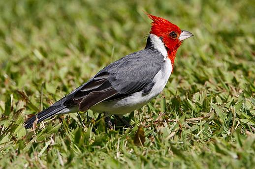Red crested Cardinal...