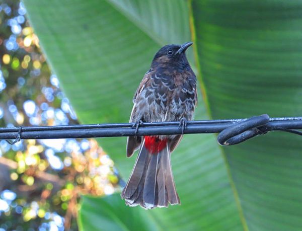 Red-vented Bulbul...