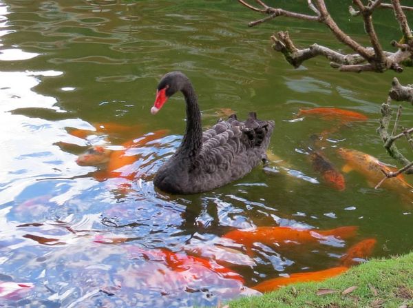 Black swan in a Koi pond...