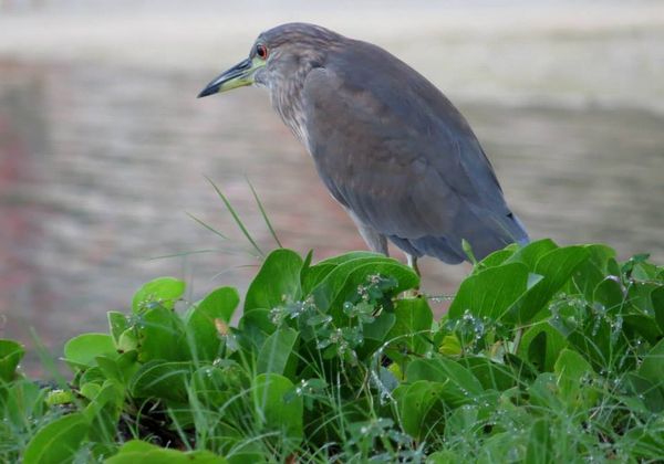 Juvenille Black crowned Heron. Standing near a pon...
