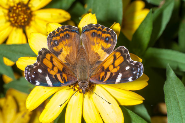 Painted Lady Butterfly (Vanessa cardus)...