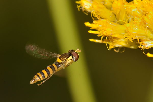Hover fly doing what Hover flies do...