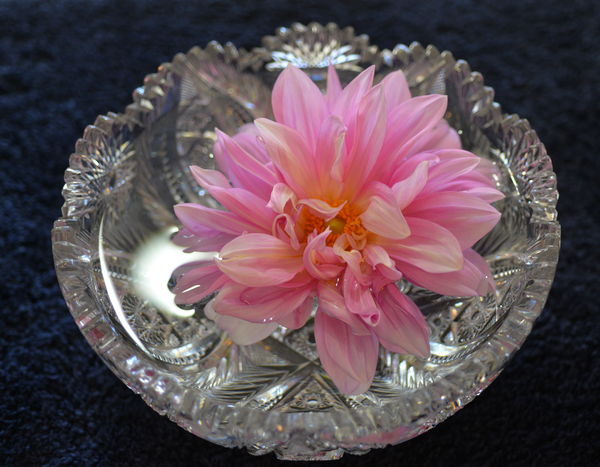 Dahlia in cut-glass bowl...