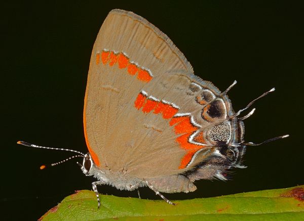 Red-banded Hairstreak (Calycopis cecrops)...