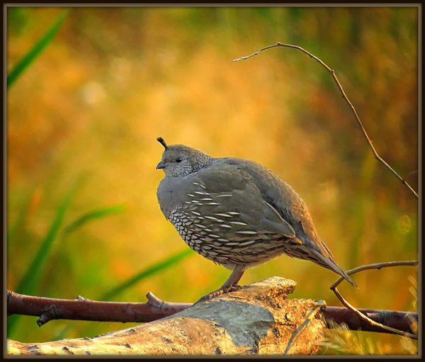 A young Western Quail. Too cute :)...