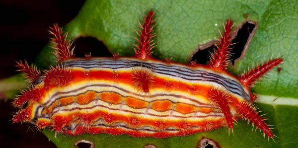 Stinging rose slug caterpillar - Parasa indetermin...