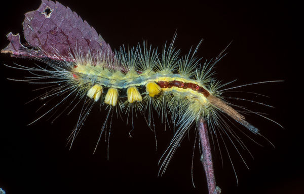 Banded Tussock Moth   caterpillar (Halysidota tess...