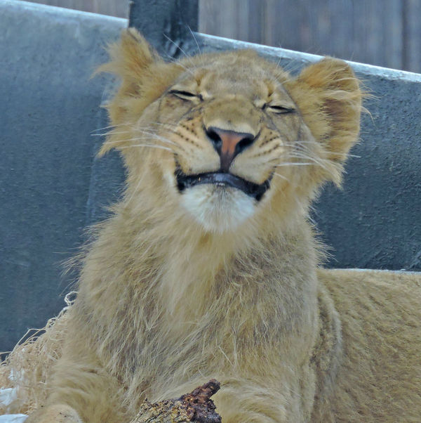 Lion cub "Ken" happy about bone to chew!...