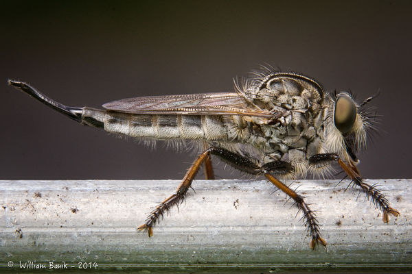 Robber Fly on Garden Fencing...