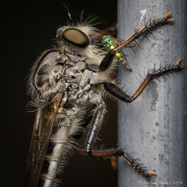 Robber Fly With Prey...